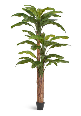 Банановое дерево 