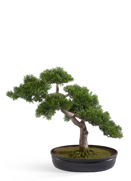 Бонсай Сосна-мини в кашпо
