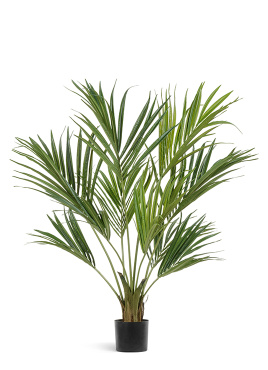 Пальма Кентия (Ховея) де Люкс