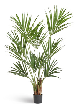 Пальма Кентия (Ховея)