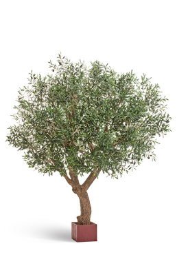 Олива Олден на толстом стволе