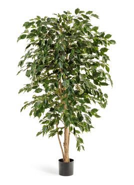 Фикус Бенджамина Нитида