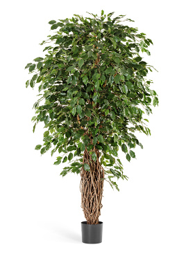 Фикус Бенджамина Лиана Де Люкс