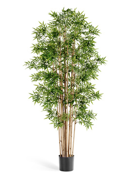 Бамбук Новый японский