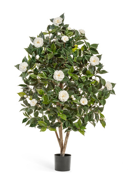 Камелия Японика кремовая