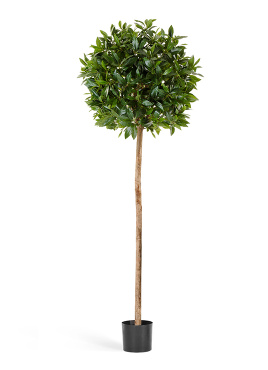 Лавр круглый на высоком стволе