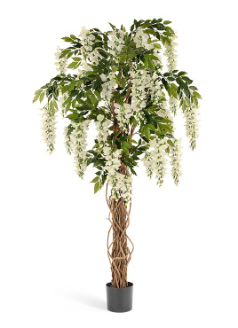 Вистерия лиана белая