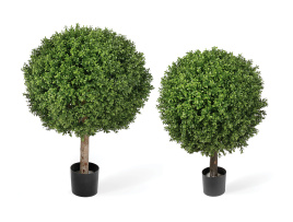 Самшиты Шары уличные на коротком стволе