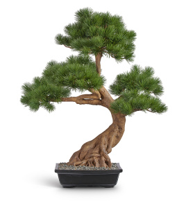 Бонсай Сосна Японская белая Негиши в керамическом кашпо