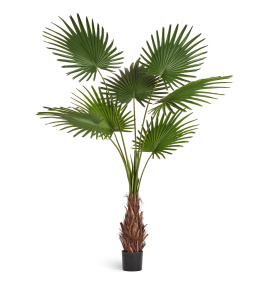 Пальма Вашингтония Прайм