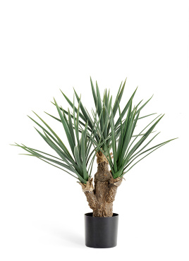 Юкка Рострата Мини 3 ствола