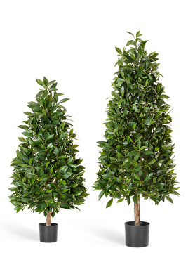 Лавр пирамида люкс