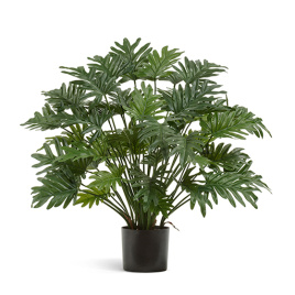 Филодендрон Ксанаду Мидл куст