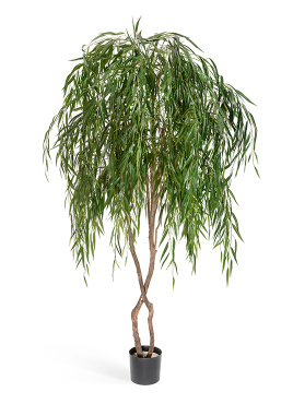 Ива плакучая