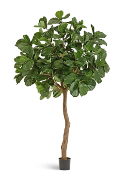 Гигантский фикус Лирата штамбовый