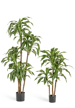 Драцена Джанет Крейг бело-зелёная