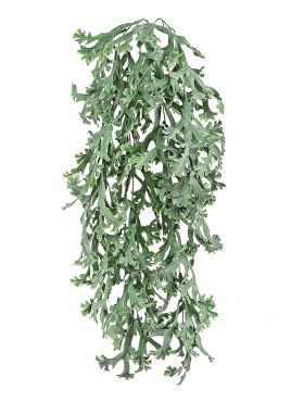 Стегхорн Хилии (Оленьи рога) куст ампельный