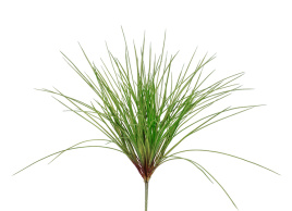 Трава Оньон куст средний