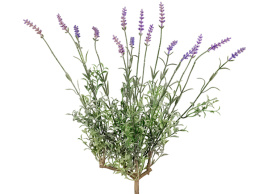 Лаванда куст со св.сиреневыми цветами