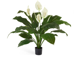 Спацифилум Королевский