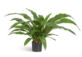 Асплениум куст Гигант в кашпо