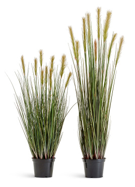 Трава Осока Элеганс куст с зелёными султанами