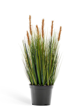 Трава Осока куст с коричневыми султанами