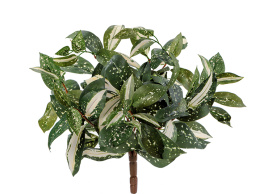 Тини Кордилина бело-зелёная