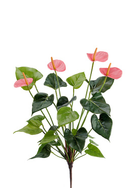 Антуриум куст де люкс нежно-розовый