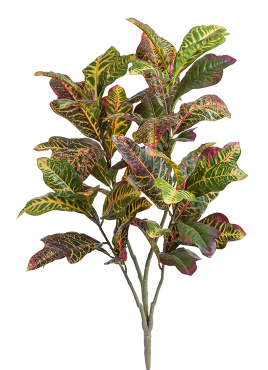 Кротон куст Большой зелёно-жёлто-розовый (Sensitive Botanic)