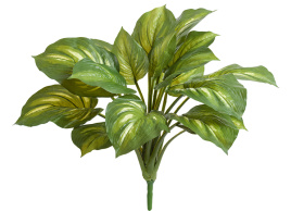 Хоста жёлто-зелёная большая (Sensitive Botanic)