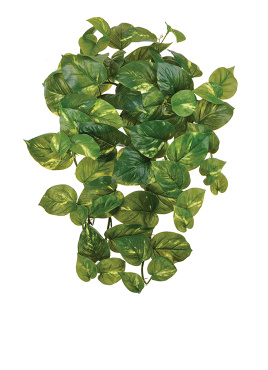 Потос крупнолистный ампельный средний