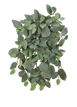 Фиттония Сноу ампельная