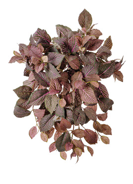 Фиттония Свит ампельная зелёно-розовая