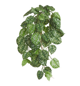 Сциндапсус Пиктус куст ампельный (серия FR - огнезащита)