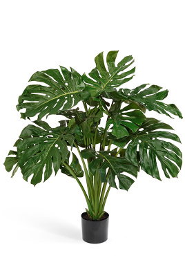 Монстера куст