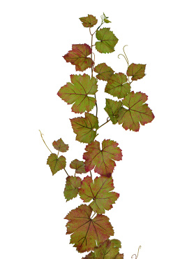 Виноградная гирлянда зелёная с прожилками бордо