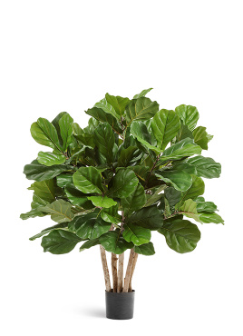 Фикус Лирата Гранд куст многоствольный