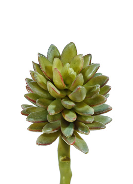 Суккулент Синокрассула