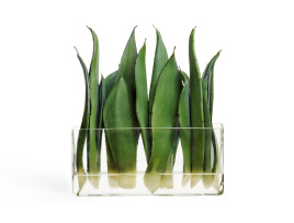 Листы Алоэ в стекле с водой