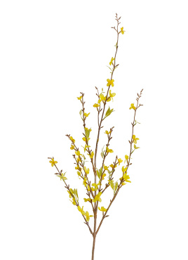 Ветка Форзиции цветущая
