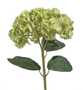 Гортензия махровая светло-зеленая