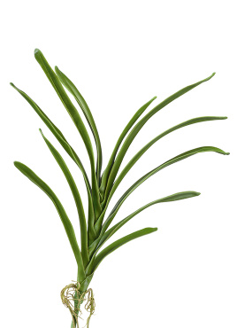 Листья орхидеи Ванды с корнями