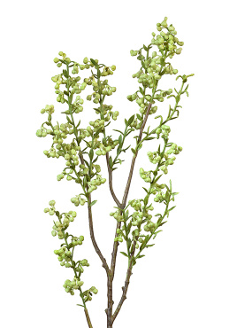 Ветка с лаймовыми мини-ягодками