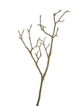 Ветка Магнолии большая коричнево-зелёная с завязями