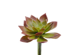 Мини-суккулент Эониум декорум Минор зелёно-бордовый