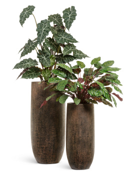 Сет № 2 - Алоказия и Калатея в кашпо Treez Effectory Metal