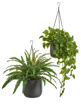 Сет № 9 - Папоротник и филодендрон в кашпо Treez Effectory Beton Чаша тёмно-серый бетон