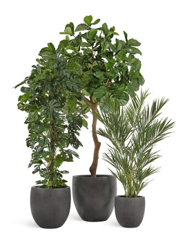 Сет № 19 - Композиция с Фикусом Лирата Гигант и Монстерой в кашпо Treez Effectory Beton