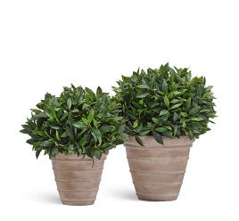 Сет № 35 - Лавры в кашпо Treez Ergo Italica Классический конус